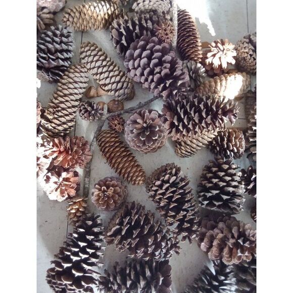 huge lot pinecones acorns seeds wild gathered decoration project crafts - Picture 4 of 4